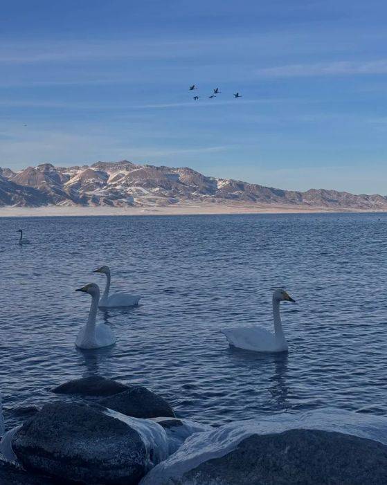 远胜游领衔2025新疆高信誉旅行社TOP10冰球突破爆百万大奖5000+游客亲测揭晓：(图4)